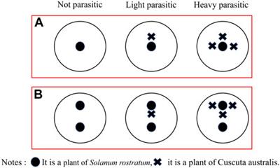 Effect of natural enemies on the invasion of the exotic plant buffalobur (Solanum rostratum Dunal.) in the arid oasis of Urumqi